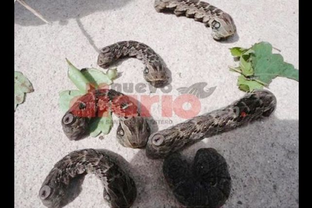 Los “gusanos-víbora” causan temor y revuelo en Santiago del Estero