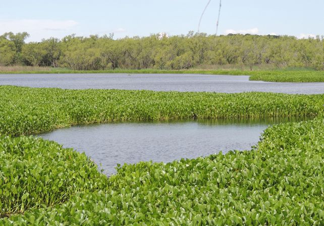 Humedal. El gobierno avanza en la protección ambiental.