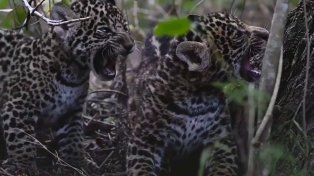 Nacieron en El Impenetrable chaqueño otros dos cachorros de yaguaretés
