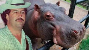 Autorizan el sacrificio de 80 hipopótamos de la cocaína de Pablo Escobar