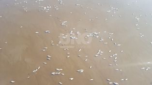 Cientos de peces muertos en el río Salado, a la altura de la autopista y en Santo Tomé