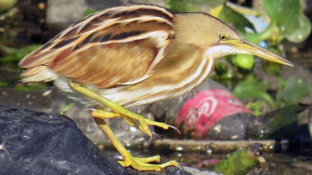 La garza Mirasol estriada