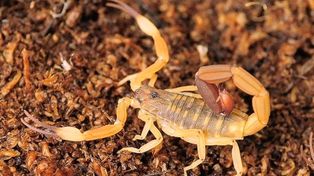 Paraná: terror por la aparición de alacranes en el centro