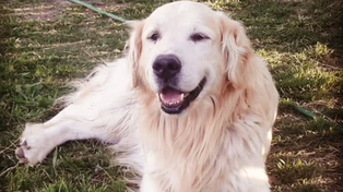 Murió Bai Shi, el perro de Fiscalía que fue clave en más de 30 de investigaciones