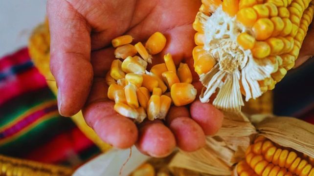 Buscan conservar semillas criollas y nativas para preservar la diversidad genética