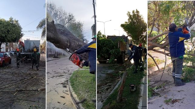 Fuerte temporal en Santa Fe: las ráfagas de viento llegaron hasta los 60 km/h y se registraron 40 árboles caídos Fuerte temporal en Santa Fe: las ráfagas de viento llegaron hasta los 60 km/h y se registraron 40 árboles caídos