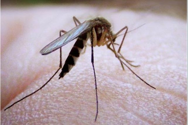 Siete razones que explican por qué los mosquitos pican más a algunas personas