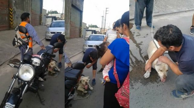 increíble. El perro era arrastrado por la calle por un motociclista.