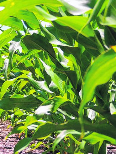 El congreso de Maizar hace hincapié en el concepto de bioeconomía