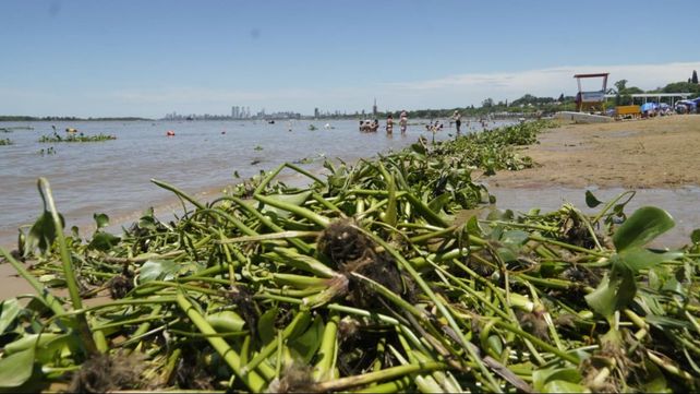 Rosario verde. Los camalotes se hicieron ver en la costa de La Florida.