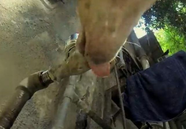 Una cámara GoPro registró el maltrato cotidiano al que es sometido un perro callejero