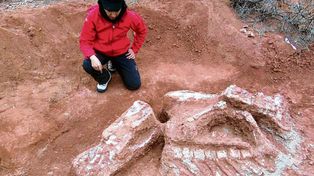 Hallaron en San Juan al dinosaurio gigante más antiguo