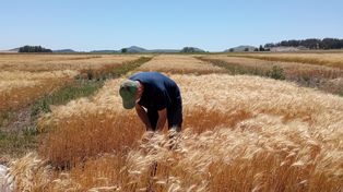 La nutrición de cultivos puede ser más eficiente aplicando nuevas estrategias.