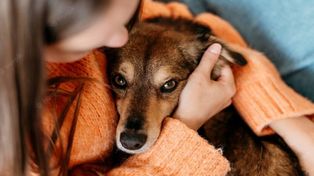 Los perros y gatos, entre otras mascotas domésticas, padecen los estruendos de la pirotecnia tanto o peor que los recién nacidos.