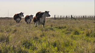 Las vacas sí pueden ser aliadas de la conservación de los pastizales.