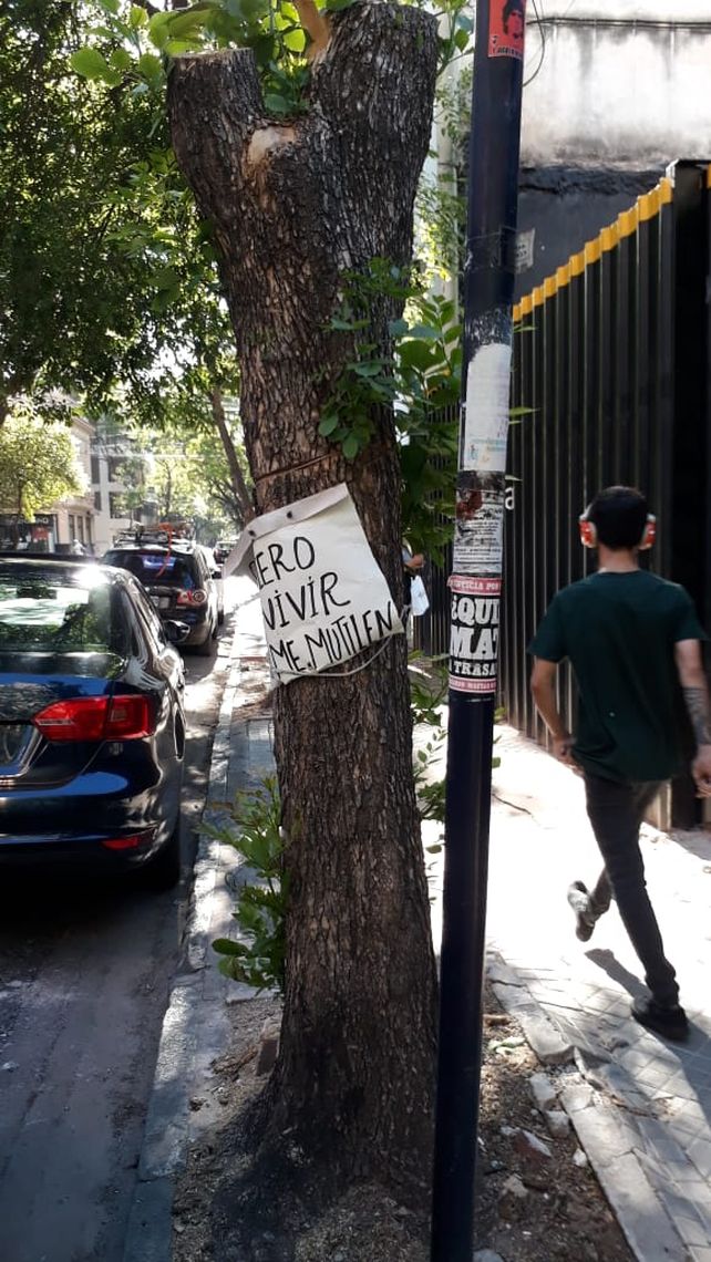 Triplican las multas para la constructoras que extraigan árboles sin permiso