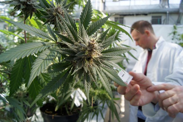 La provincia estimó que podría producir cannabis para uso medicinal a fin de año