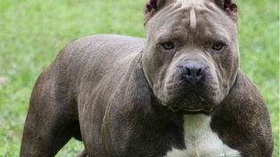 Un pitbull mordió a una nena de cinco años cuando jugaba en el Parque Federal