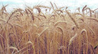 Alta apuesta: Santa Fe sembrará más trigo que en el ciclo pasado