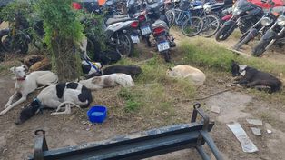 Los galgos usados para cazar presentaban lesiones recientes y de vieja data y estaban desnutridos.
