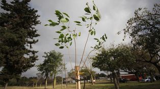 La Ciudad se sumó al Día del Ambiente plantando lapachos rosados