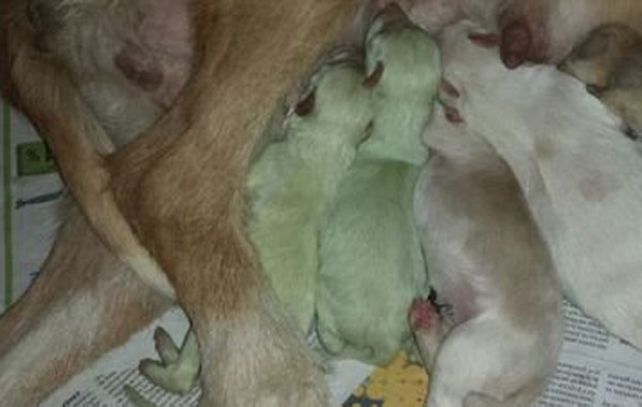 Los cachorros verdes de Valladolid. Uno de ellos nom logró sobrevivir a la intoxicación.