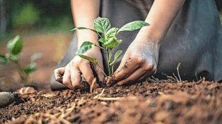 El frío comienza a afectar la producción hortícola de la zona y ya advierten escasez en góndolas