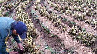 Las heladas golpean al cordón hortícola: Quinteros advierten por la calidad de las verduras y pide limpiar desagües ante El Niño