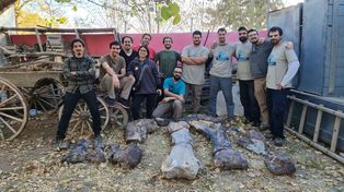 Hallaron en Río Negro una especie de dinosaurio de 90 millones de años