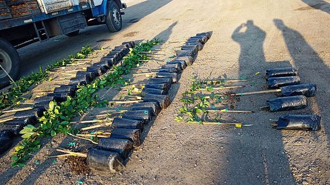 El decomiso de citrus de Senasa se enmarca en la prevención de la dispersión del HLB