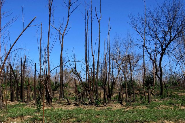 ÁRBOLES QUEMADOS. Los incendios arrasaron este año con miles de hectáreas.