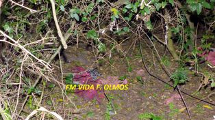 Investigan si los restos óseos hallados en el arroyo El Bonete pertenecen a Rosalía Jara