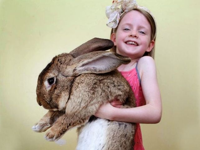 Así se alimenta el conejo más grande del mundo