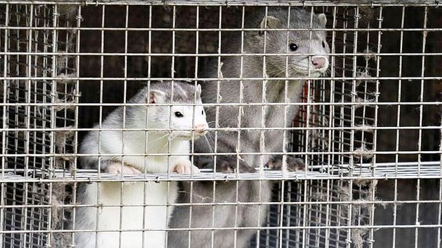 La población de visones en criaderos en Dinamarca asciende a entre 15 y 17 millones