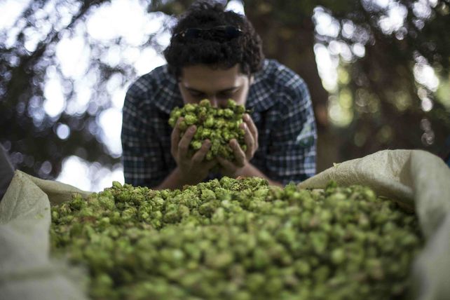 Fernández IPA, la cerveza wet hop IPA que se hace en otoño