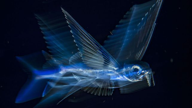 Las mejores fotos de la naturaleza de 2017 premiadas por National Geographic