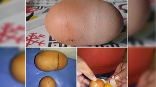 Un súper huevo de gallina en el norte provincial