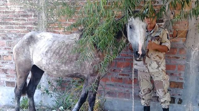 Paraná: hallaron una yegua preñada que estaba herida, deshidratada y desnutrida