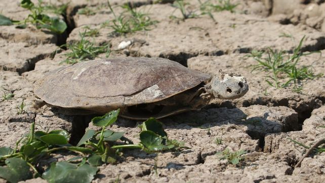 Solo queda el caparazón. Así está la fauna silvestre en la islas del Delta.
