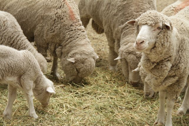 Argentina abrió un nuevo mercado para la exportación de ovinos al cerrar el acuerdo con Chile.