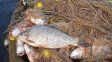 Entre Ríos y Santa Fe acordaron medidas conjuntas para ordenar la pesca