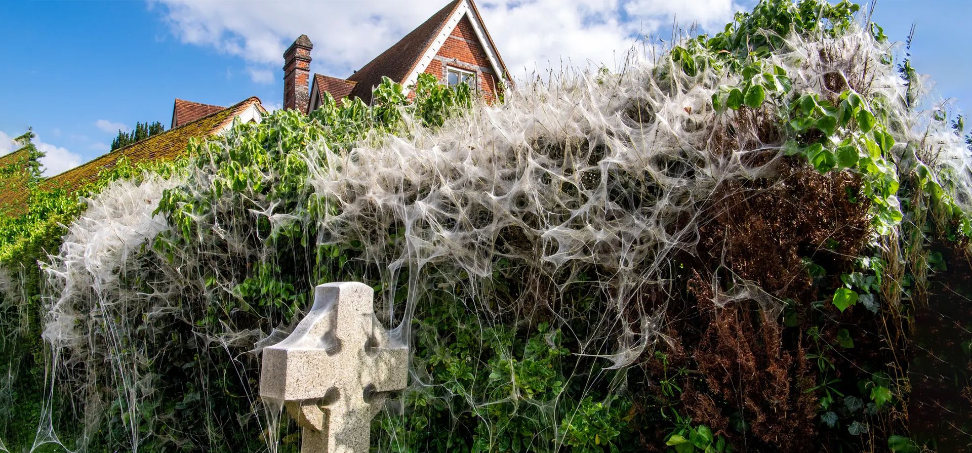 Las orugas de la polilla del armiño tejen sus redes en un seto en el cementerio de Todos los Santos en Bisham, Marlow, Reino Unido. Fotografía: Jill Mead/The Guardian Las orugas de la polilla del armiño tejen sus redes en un seto en el cementerio de Todos los Santos en Bisham, Marlow, Reino Unido. Fotografía: Jill Mead/The Guardian