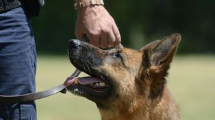 El d&iacute;a del perro es en homenaje a un ovejero alem&aacute;n.&nbsp;