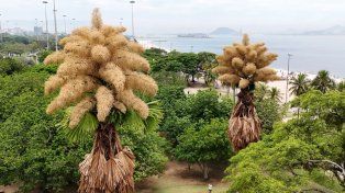 Palmeras plantadas en 1960 en Río de Janeiro florecen por primera y única vez
