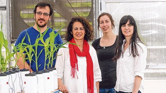 pasos. Los investigadores probarán el descubrimiento a mayor escala para ver si realmente funciona en cultivos de interés.