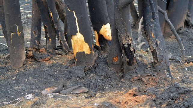 Este lunes hay focos de incendios en zona puente Victoria - Rosario