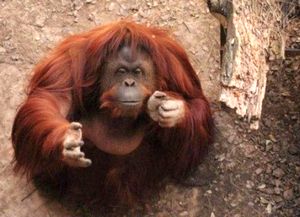 Tras el habeas corpus, la orangután Sandra se irá a vivir a un santuario en Brasil