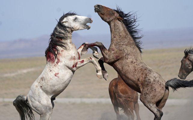 Caballos salvajes se enfrentan cerca del campo de pruebas Dugway Proving Ground del ejército de los EE. UU., Utah.