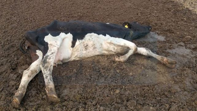 Granizo causó graves daños en Colonia Merou e inmediaciones