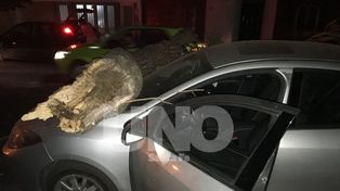 Una pesada rama cayó sobre dos autos en barrio Constituyentes